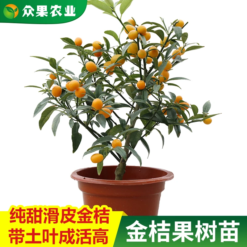 融安脆蜜树苗三代二代金柑苗纯甜脆皮带果耐寒嫁接金桔树树苗带土