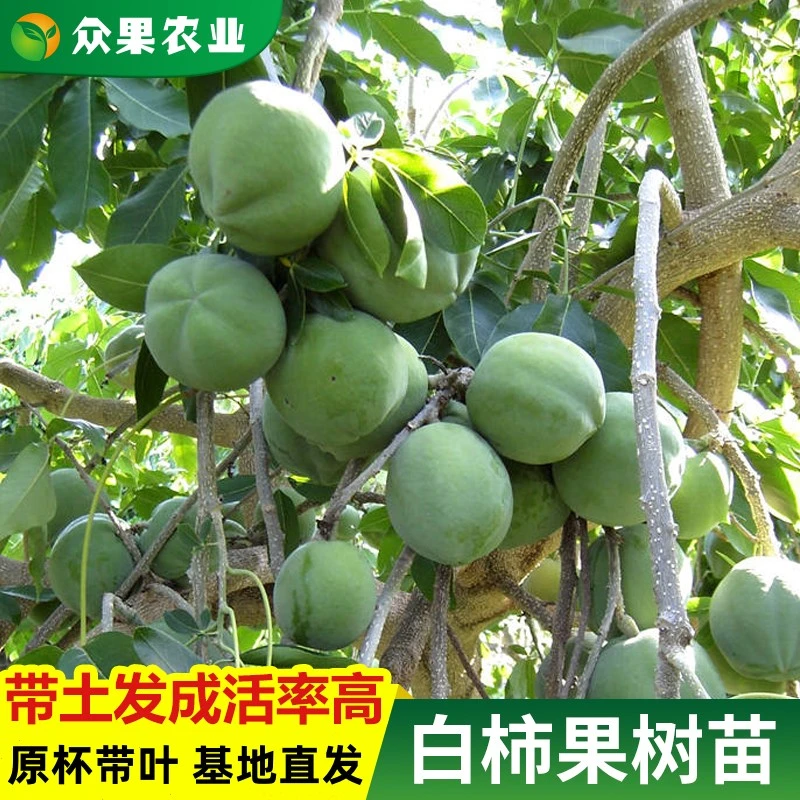 白柿树苗新品种冰淇淋果白柿苗水果树巧克力布丁果黑柿果苗柿树