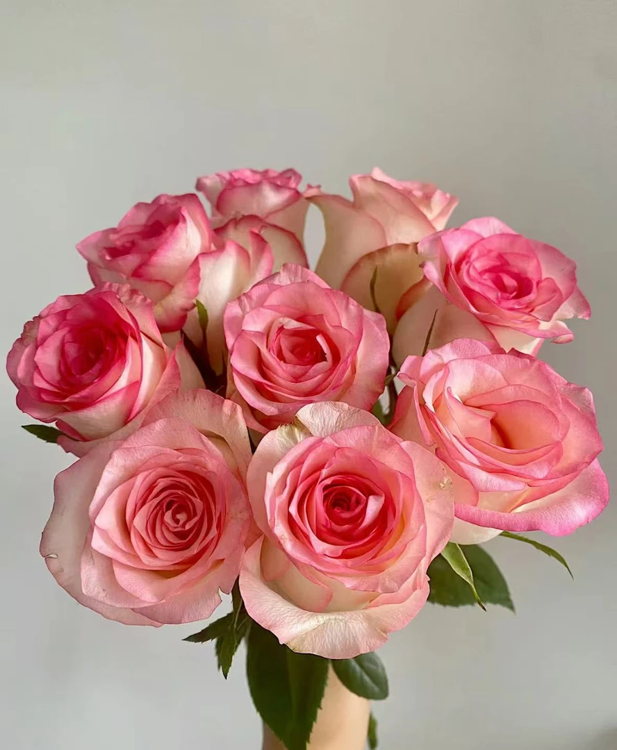 （曼）艾莎15支➕5支防损鲜花任意满两单包邮