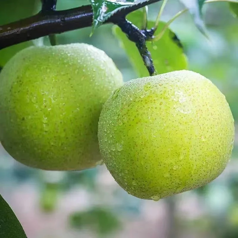 应季梨子新鲜安徽正宗砀山梨砀山皇冠梨产地直发整箱包邮