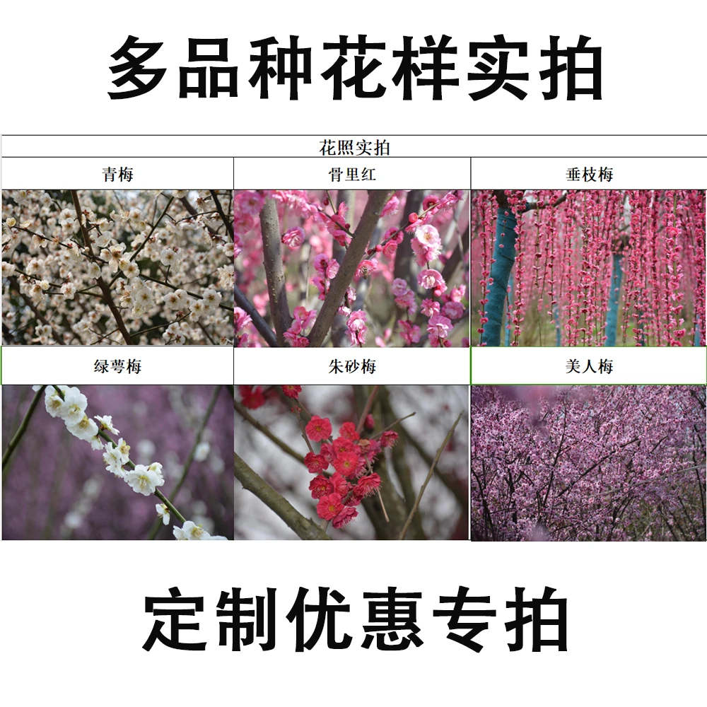 直播间一物一拍精品红梅盆栽地载耐寒庭院粉色栽种