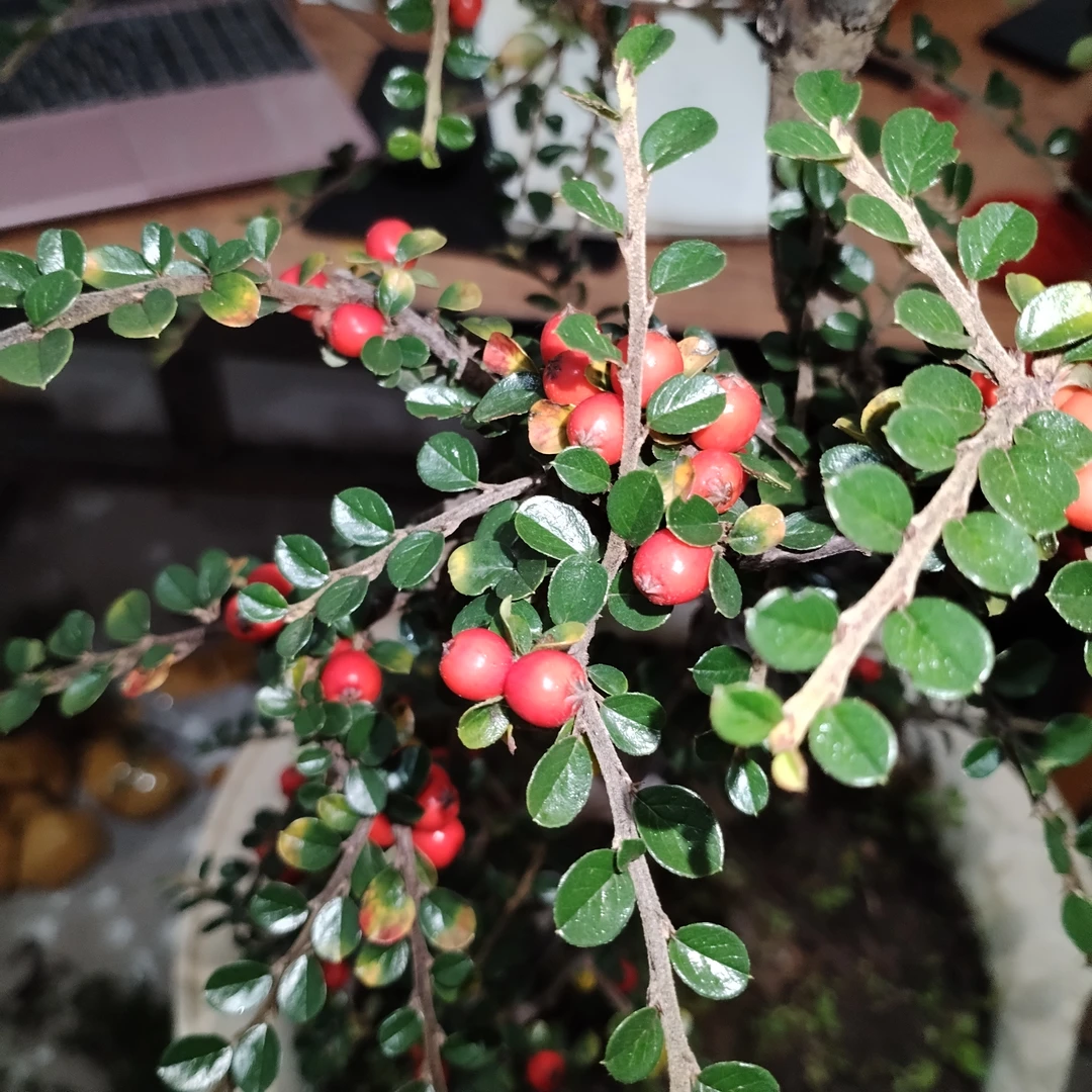 主播推荐，白花大果荀子，开白花结红果，四季长青不落叶。