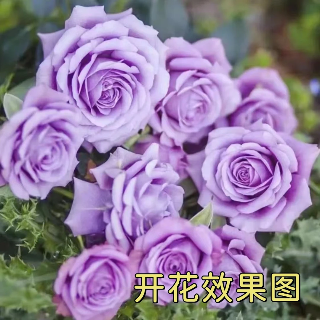 光光【水王星】花苞发货月季花苗四季开花庭院阳台养护