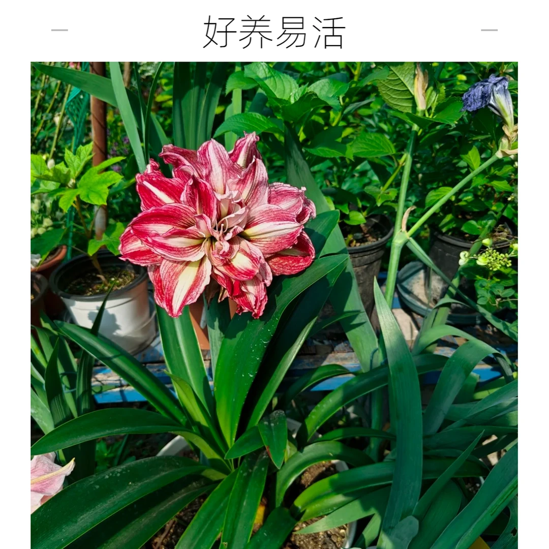 【澳朱系列】重瓣进口朱顶红种球阿弗雷安吉拉盆栽室内阳台绿植好养