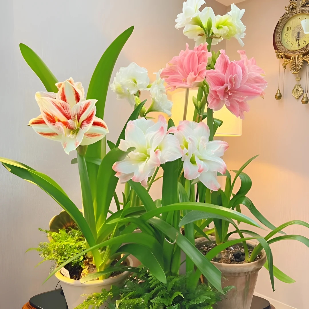 进口重瓣朱顶红种球四季开花多年生室内室外阳台盆栽庭院植物花卉