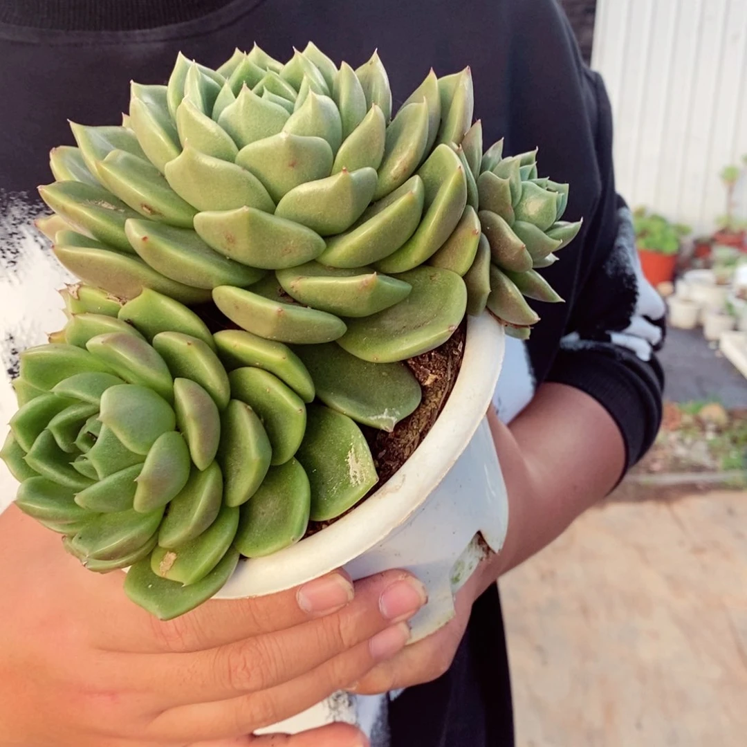 白玫瑰单头带仔多肉