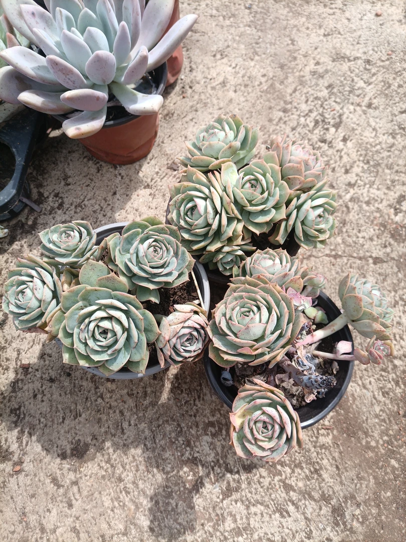 克罗地亚玫瑰三盆多肉