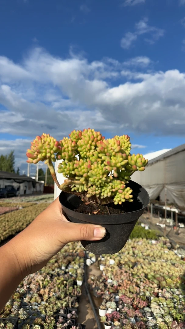 春萌缀化120杯露养多肉（18包邮）