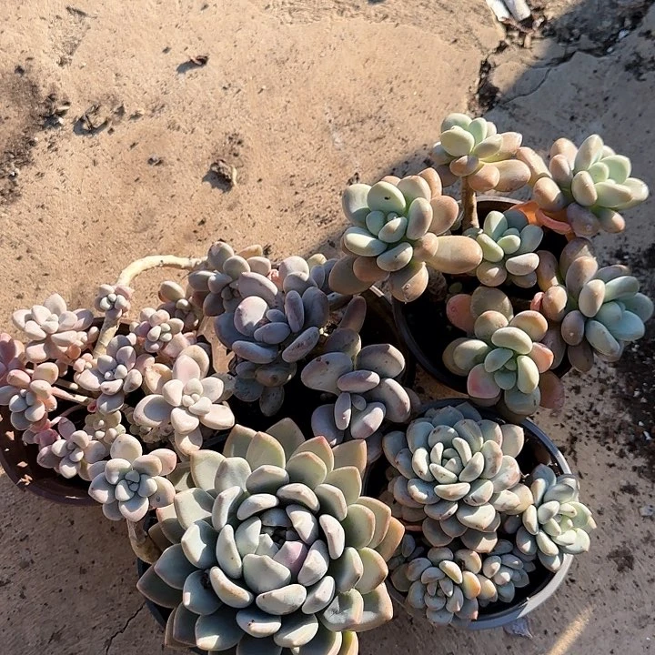 艾伦 胖美人 桃美人 洛神 香水五合一