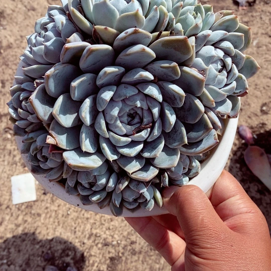 雪兔单头带多仔多肉植物