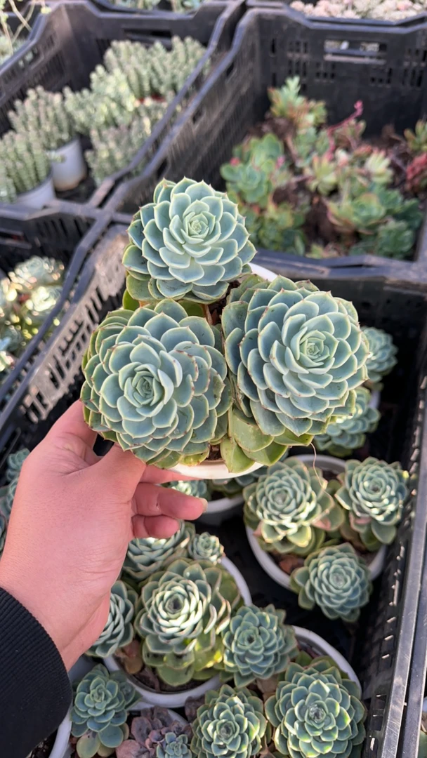 哈密瓜三头起整装老桩（18包邮）