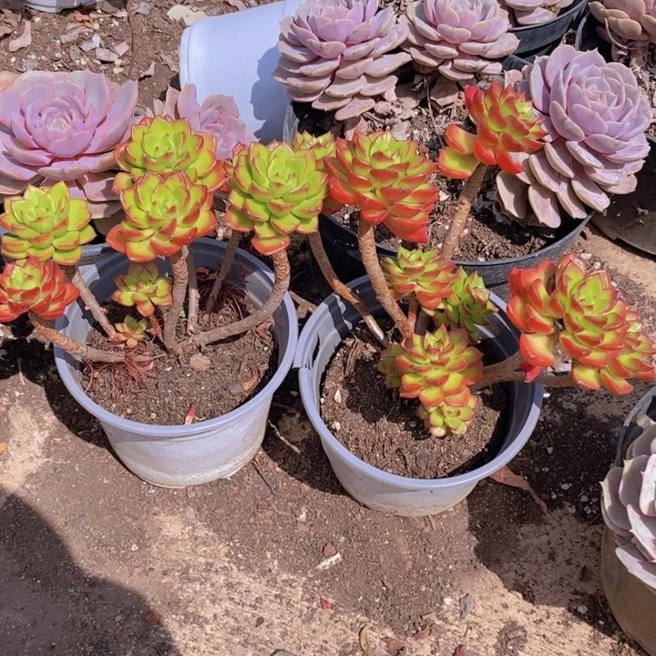 火焰蒂亚玫瑰两盆多肉