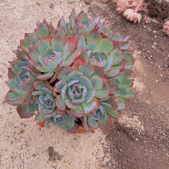 阿美星多头大群生