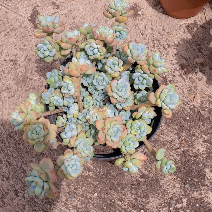 劳尔（罗琦）整桩自然群