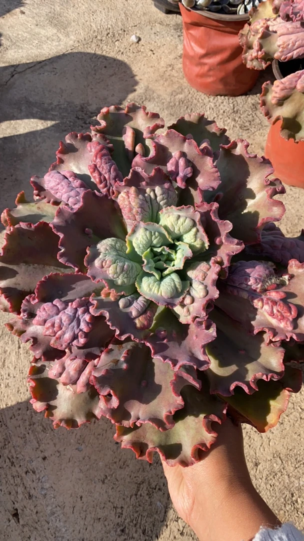 嘉年华超大单头多肉