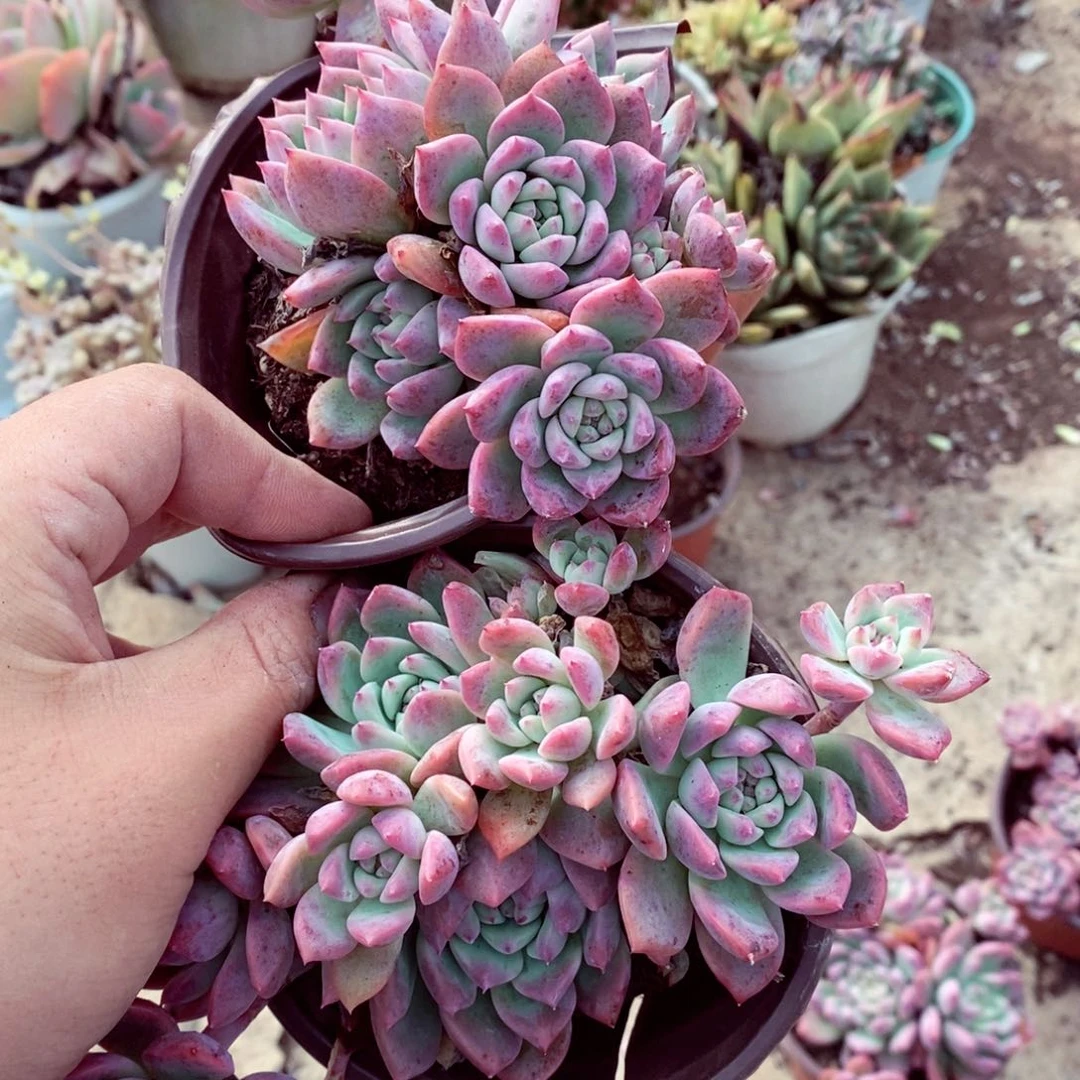 霜花群生老桩两盆