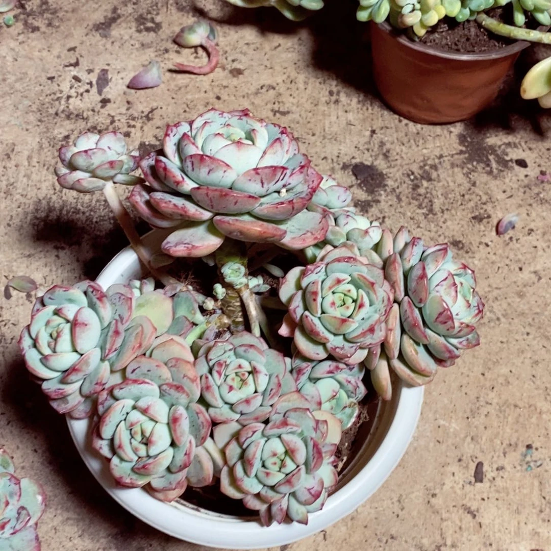 香草整桩多肉植物