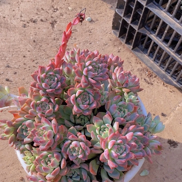 霜花多头大群生整桩