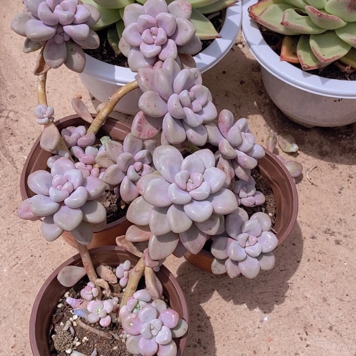 艾伦三盆不包售后