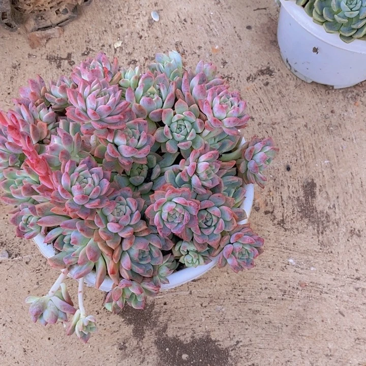霜花多头大群生整桩