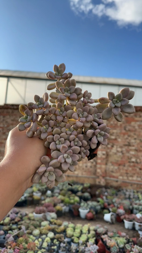 艾伦控养120杯多肉