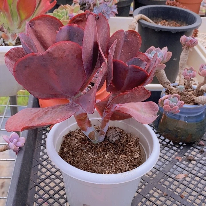 天空之城多肉植物