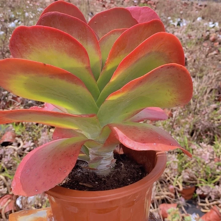 唐印大大单头老桩