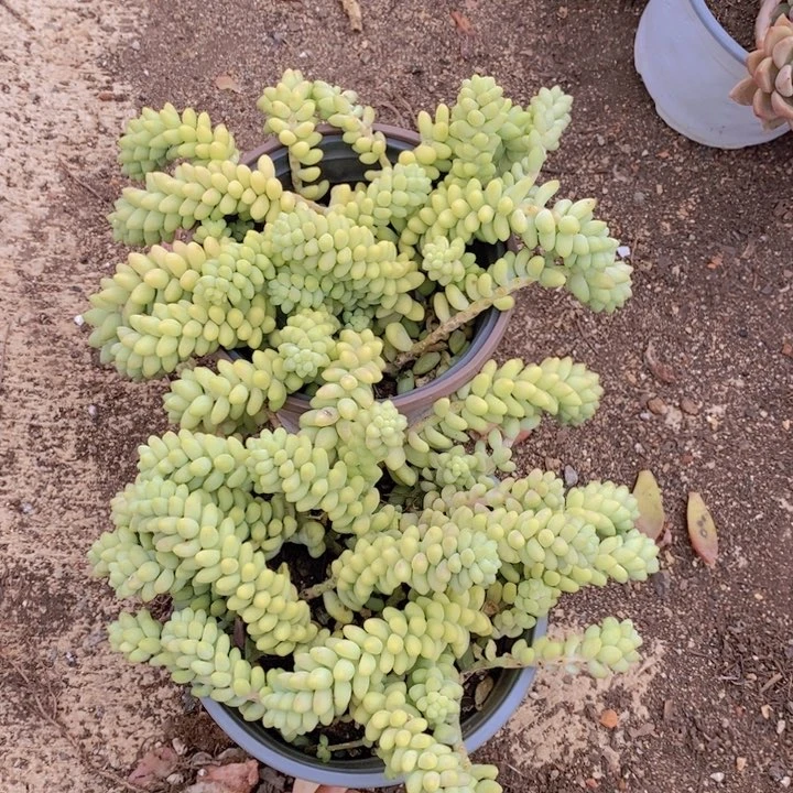 彩虹玉坠两盆不包售后