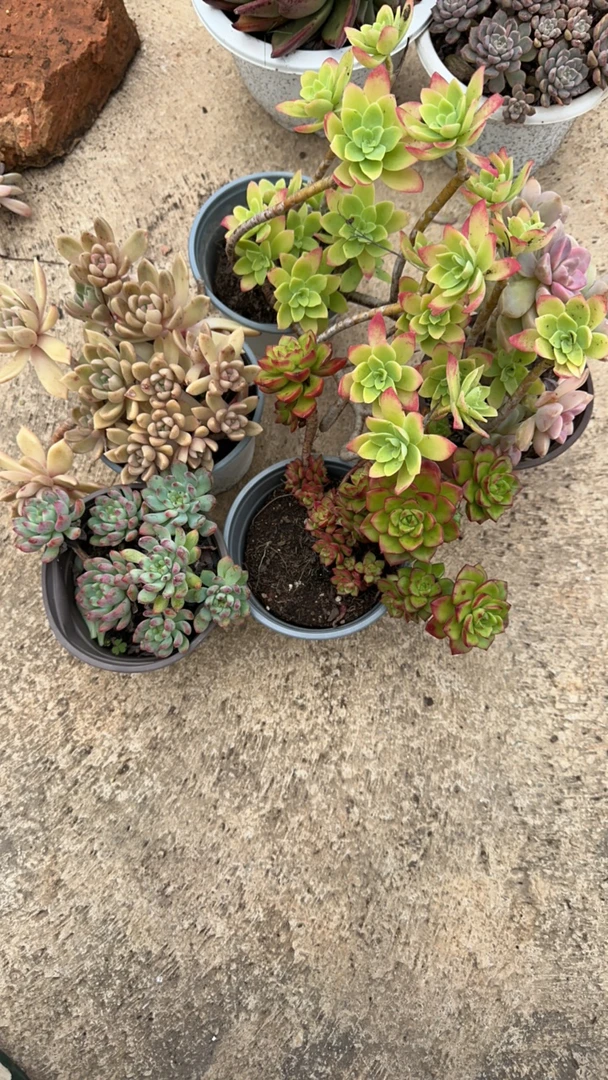 老桩多肉组合（ 篮苹果 薄化妆 璀璨 淡雪 火焰蒂亚玫瑰）