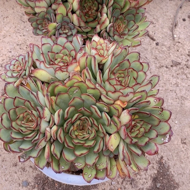 灵隐五头起群生整桩