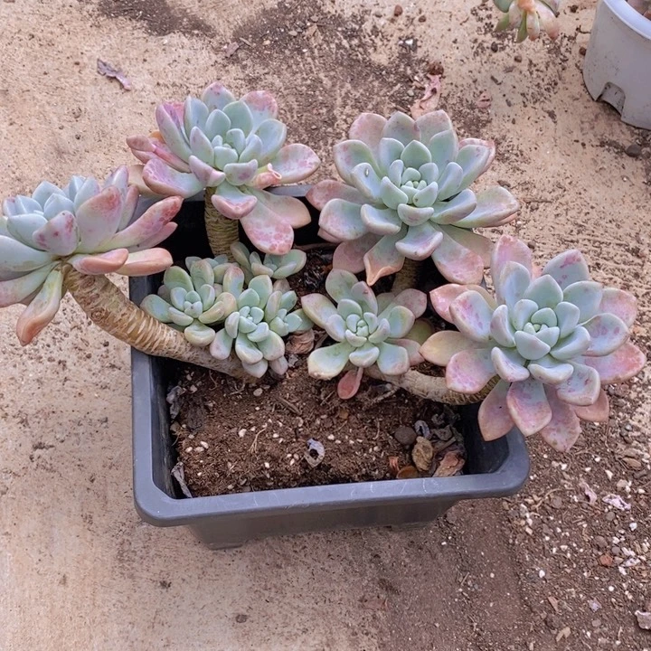 花斑露四大头带多仔老桩