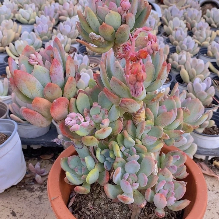 灰姑娘高桩多肉植物