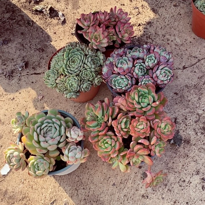 小叮当锦 芬达 苯巴 草莓冰 娜娜小勾五合一组合