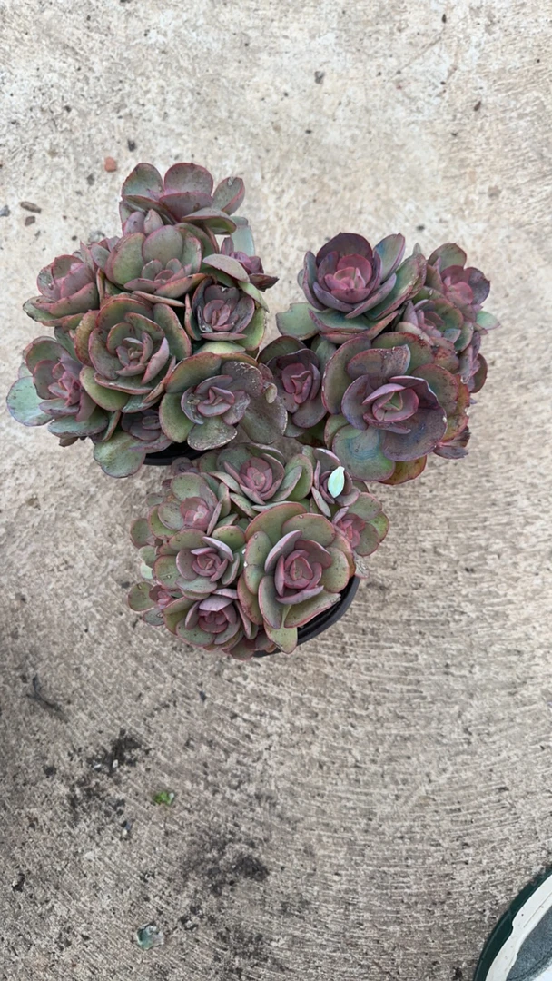 小叶玫瑰秀妍群生两盆