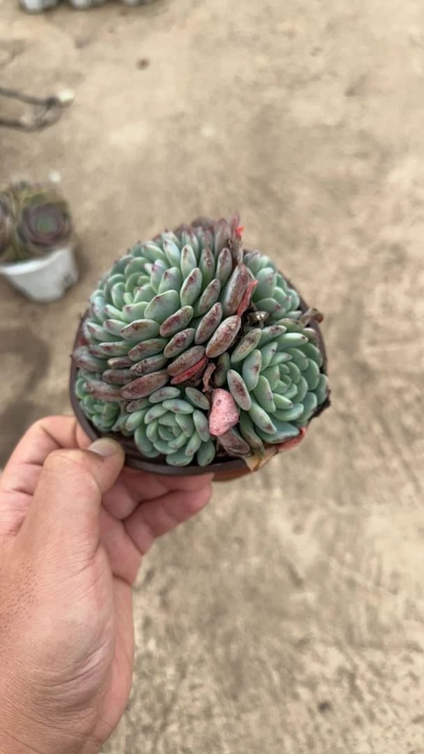 白胖子多头120杯多肉