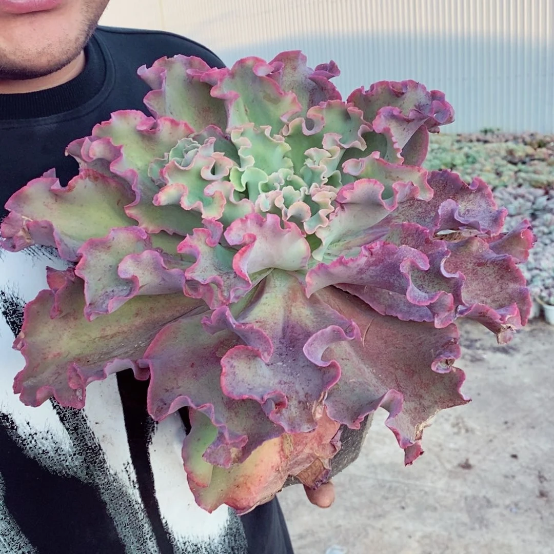 高砂之翁超级大单头多肉