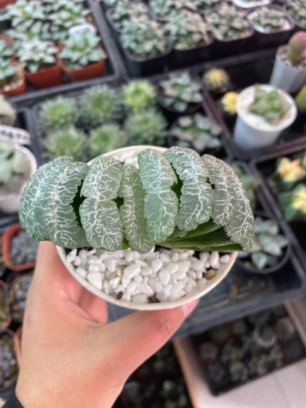 白盘虞姬玉扇【满16包邮】多肉植物