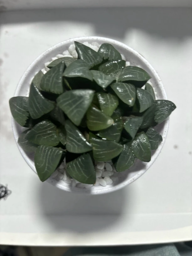 背窗克群生【多肉植物】