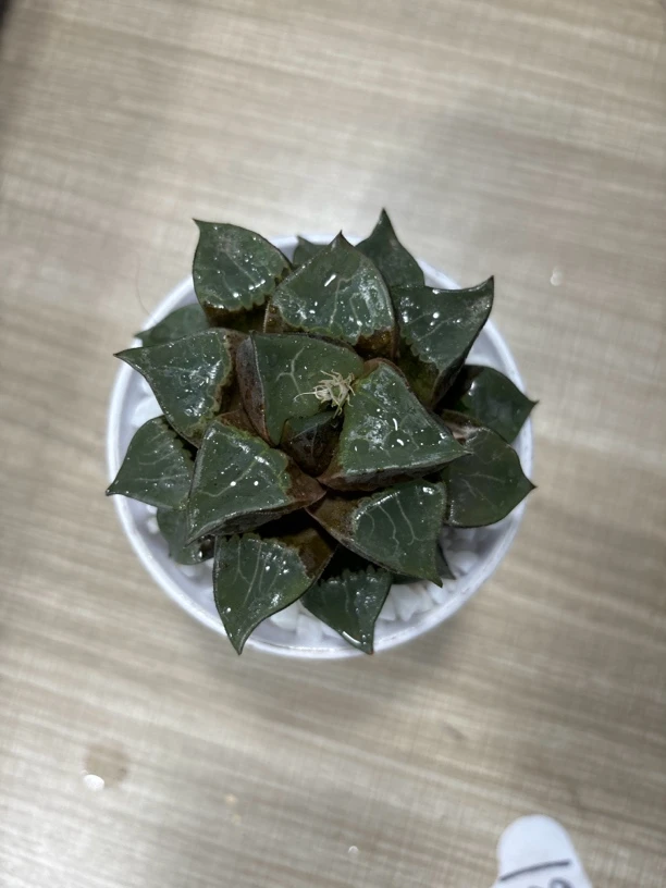 大母本龙喜寿【多肉植物】