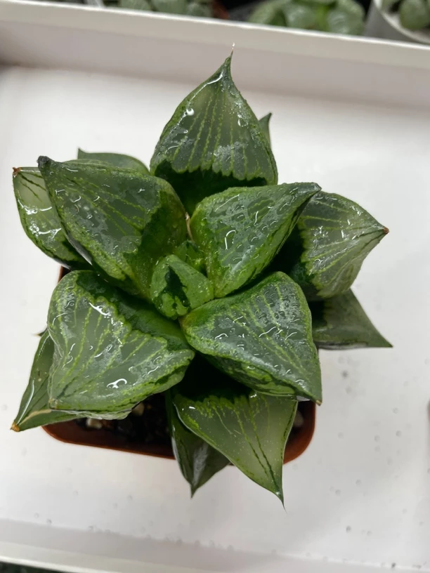 裹斑若 大母本满16包邮】多肉植物