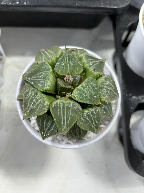 春雷寿母本【多肉植物】