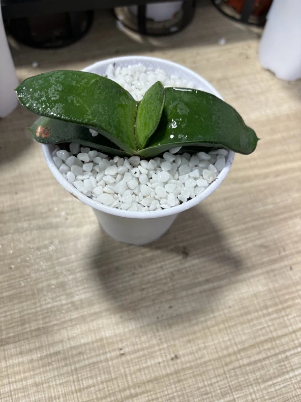 蜗牛【满16包邮】多肉植物