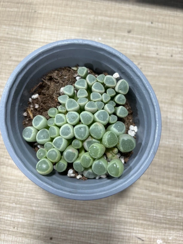 五十玲玉【满16包邮】多肉植物