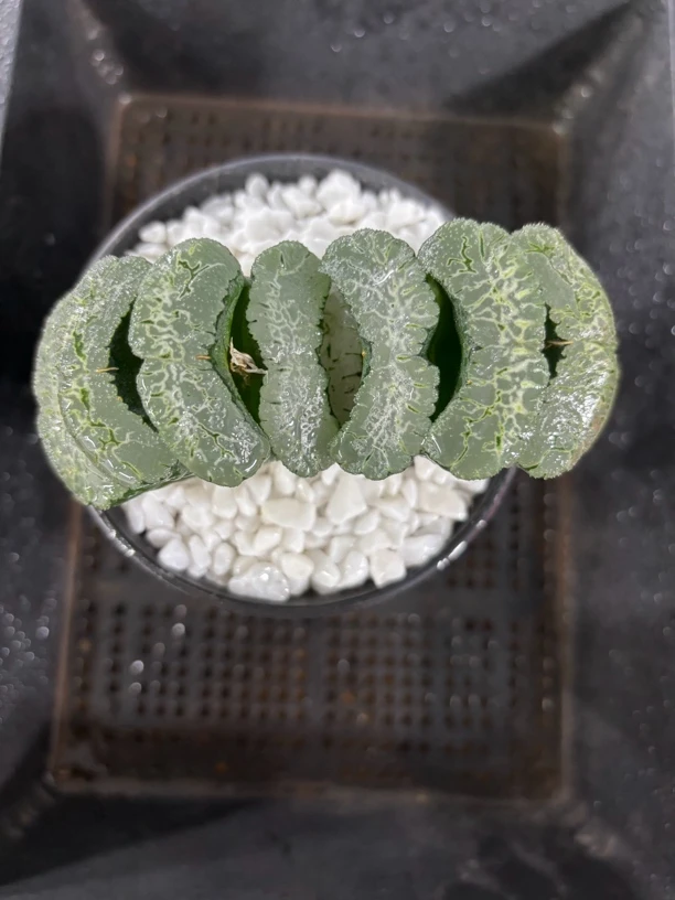 北斋玉扇【多肉植物】