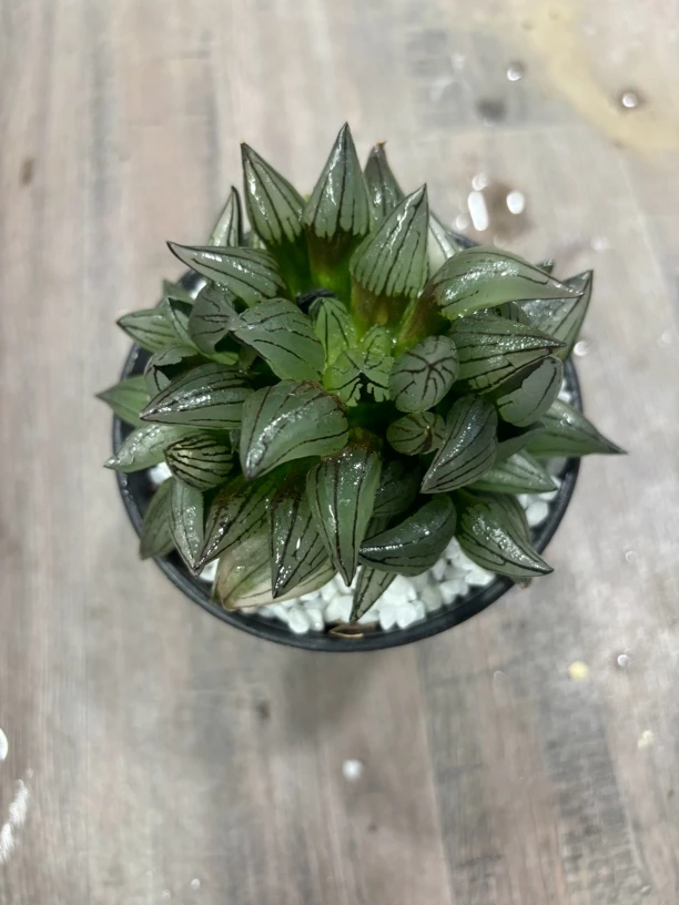 西瓜寿多头大母本万象盆【多肉植物】