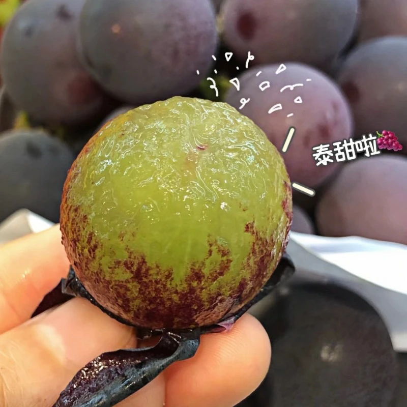 四川蒲江大棚无籽籽巨峰葡萄