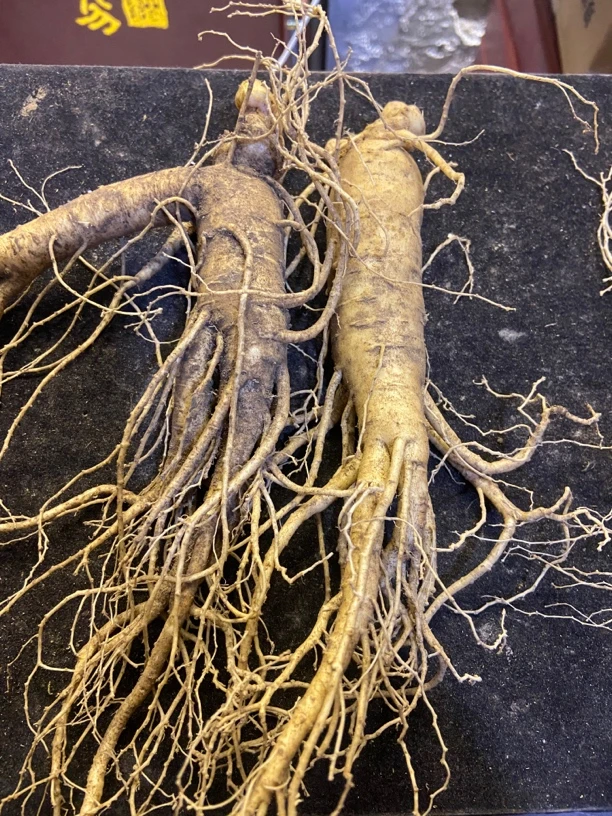 长白山林下池床参单支一两以上