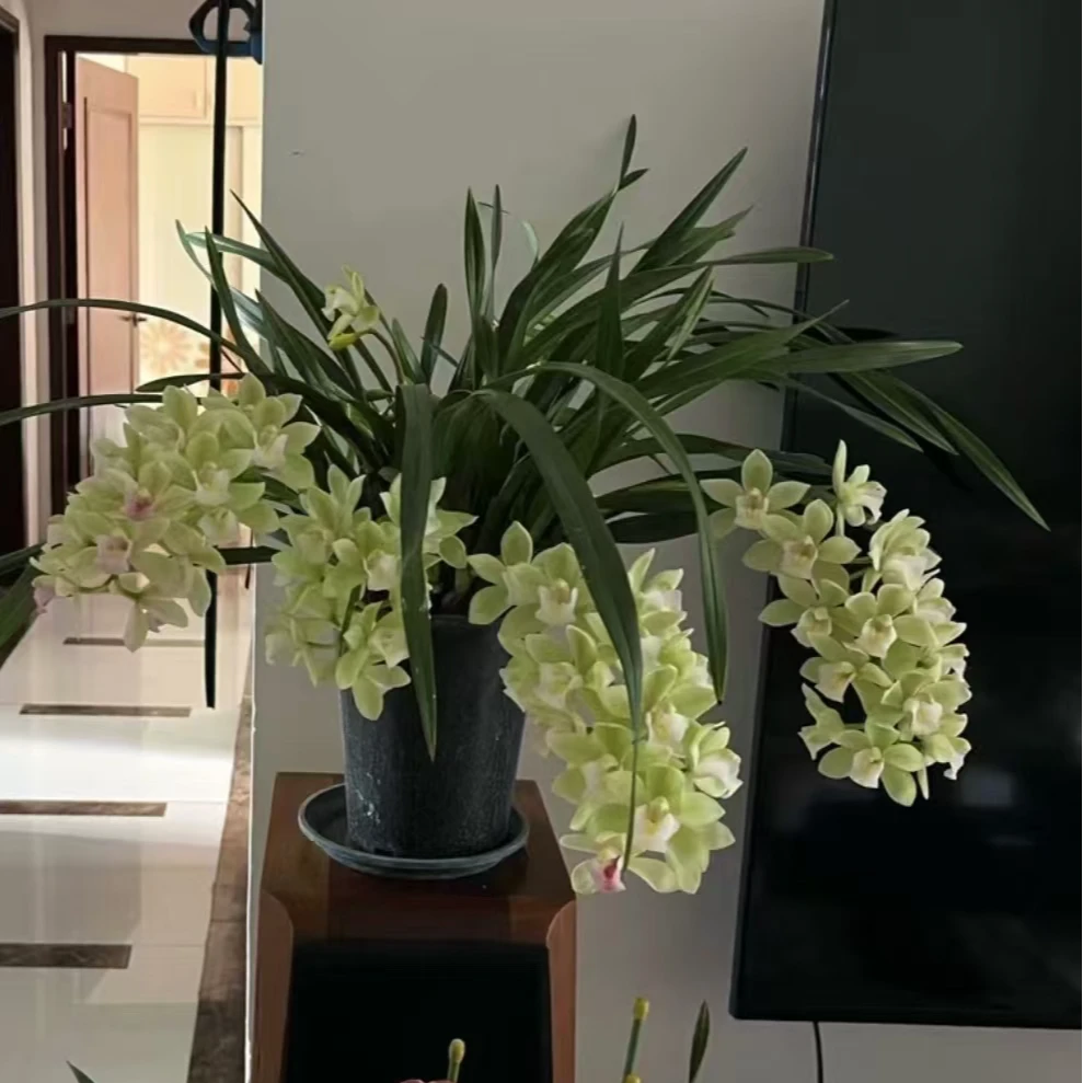 香兰（白玉香兰）室内盆栽