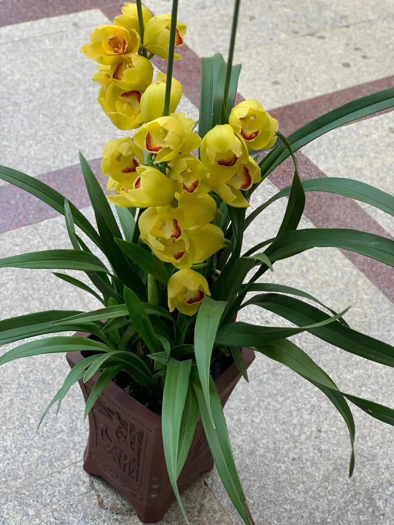 年宵花大花蕙兰（黄金岁月）一物一拍