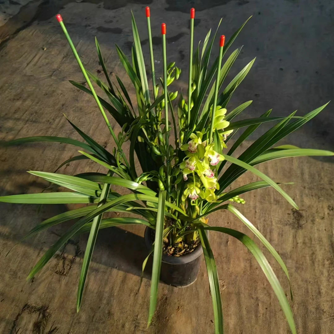 （绿洲）大花惠兰盆栽